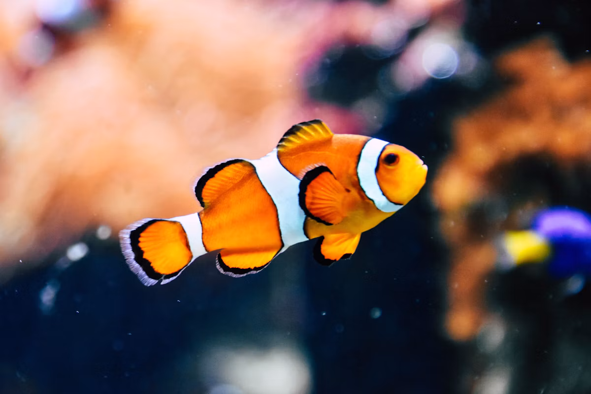 Delta Glass Aquarium — exhibits