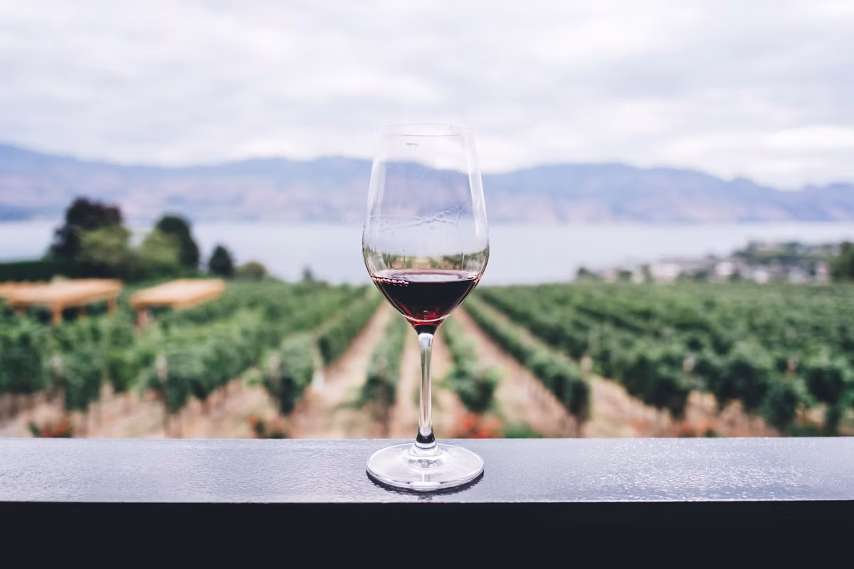 Bluffview Vines — vineyard photo
