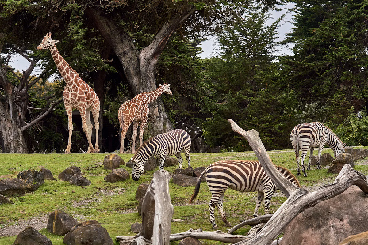 Willow Creek Wildlife — boardwalk